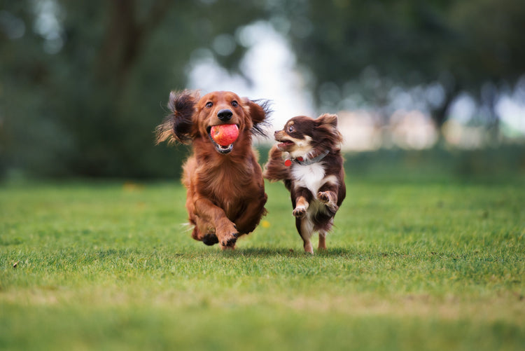 For Dogs