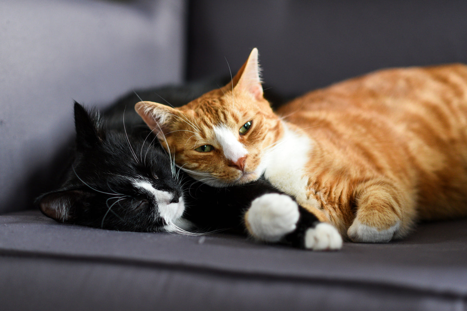 For Cats