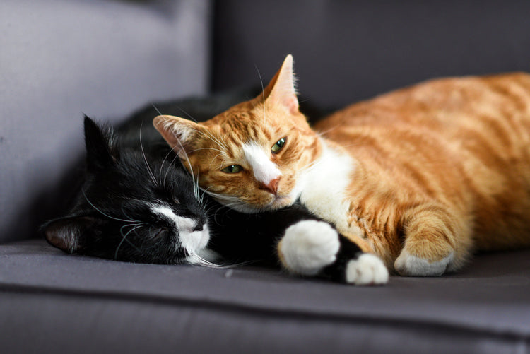 For Cats