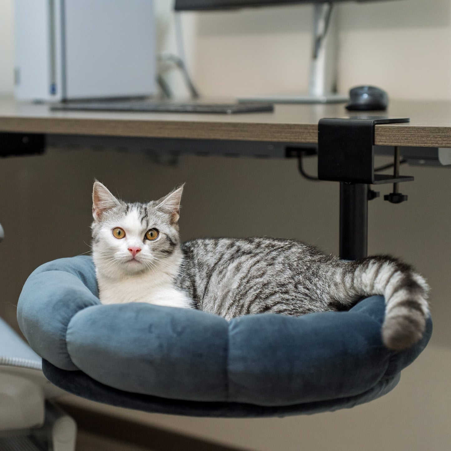 MyDailyPets™  Cat Desk Bed & Hammock